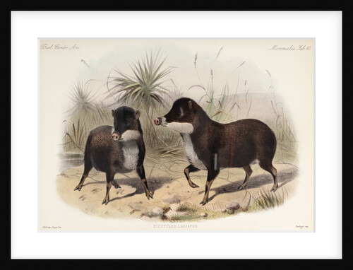 White-lipped peccary by Joseph Smit