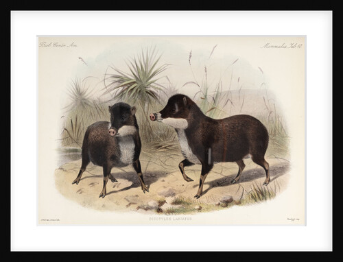 White-lipped peccary by Joseph Smit