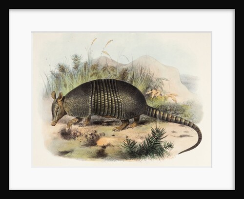 Nine-banded armadillo by Joseph Smit