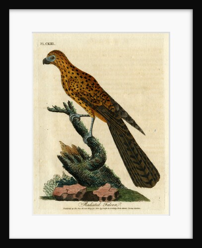 ‘Radiated falcon’ by John Latham