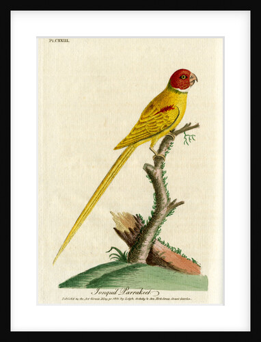 ‘Jongquil parrakeet’ by John Latham