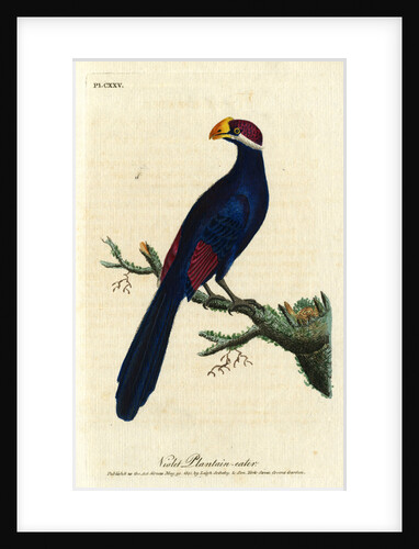 ‘Violet Plantain-eater’ by John Latham