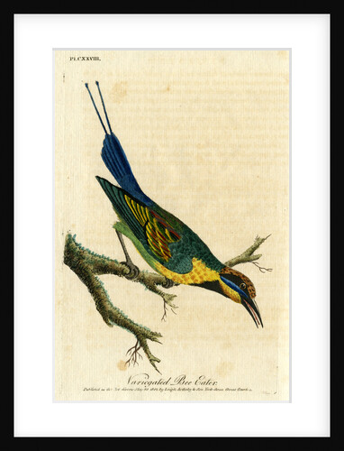 ‘Variegated bee eater’ by John Latham