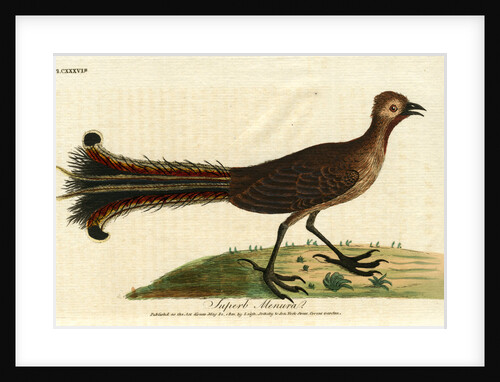 ‘American rhea’ by John Latham