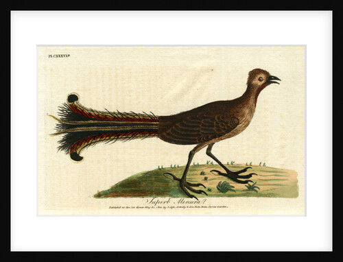 ‘American rhea’ by John Latham