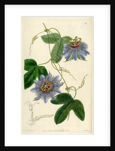 ‘Lieut Sulivan’s Passion-flower’ by S Watts