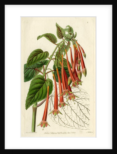 Brilliant fuschia by S Watts