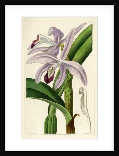 Perrin's sophronitis by S Watts