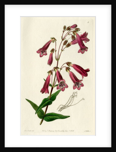 Gentian beardtongue by S Watts