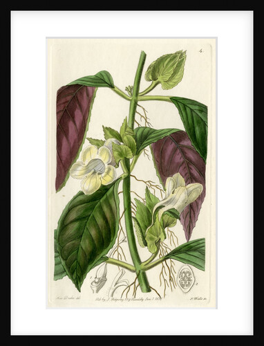 ‘Two-coloured woodwort’ by S Watts