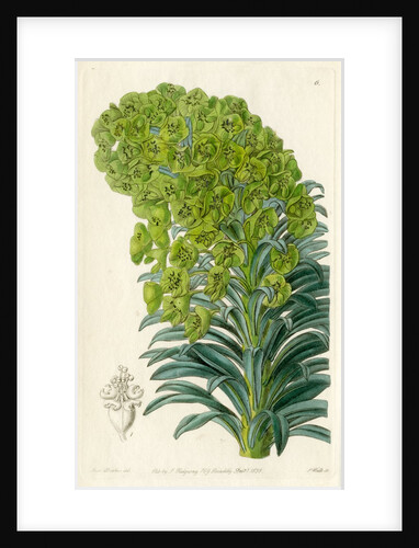 Mediterranean spurge by S Watts