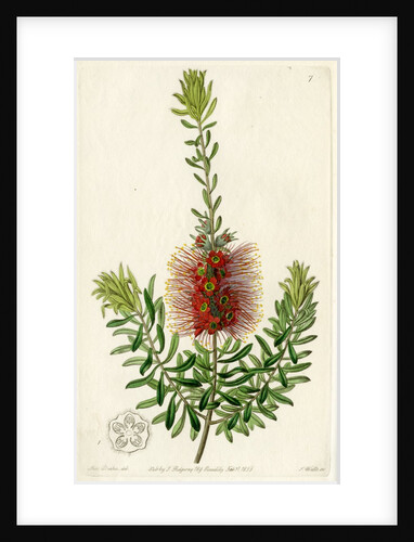 Scarlet kunzea by S Watts