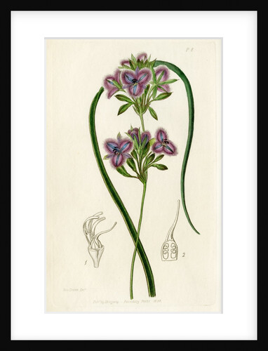 Fringe lily by S Watts