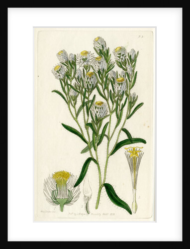 Fragrant waitzia by S Watts
