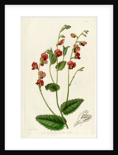 Heart-leaf flame pea by S Watts