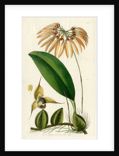 Pale umbrella orchid by S Watts