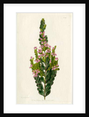 Aniseed boronia by S Watts