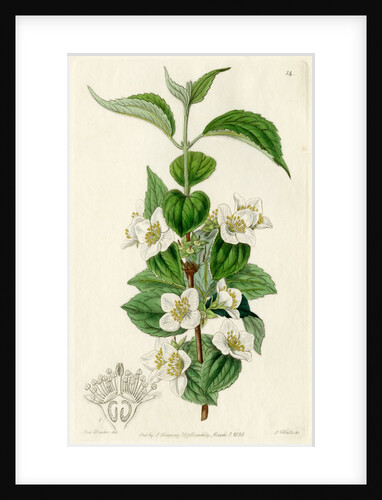 Hairy mock orange by S Watts