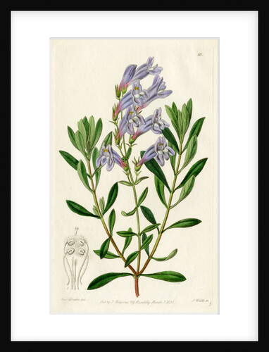 ‘Thick leaved pentstemon’ by S Watts