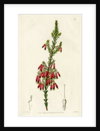 Red heath by S Watts