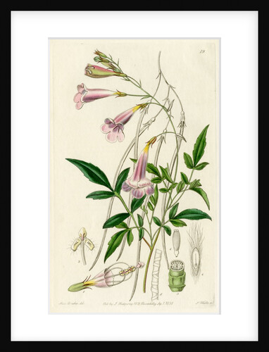Himalayan gloxinia by S Watts