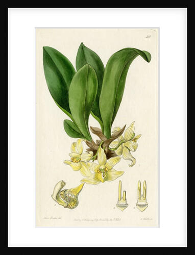 ‘Pale stenia’ by S Watts