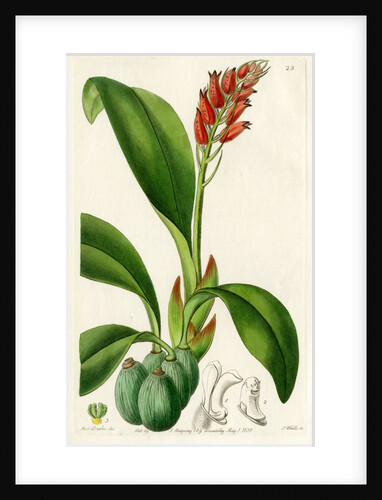 ‘Blood-coloured cryptochilus’ by S Watts