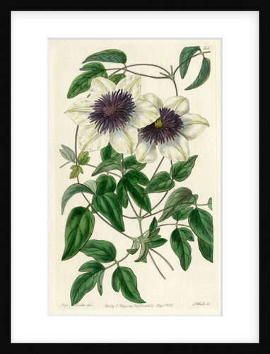 Siebald’s clematis by S Watts