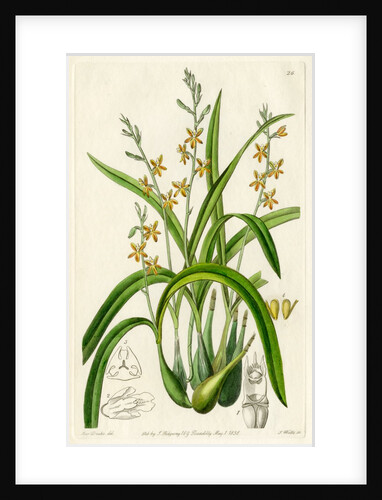 Ochre yellow prosthechea by S Watts
