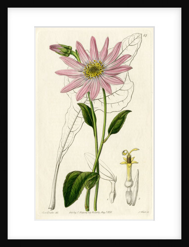 ‘Mr. Dickson’s echinacea’ by S Watts