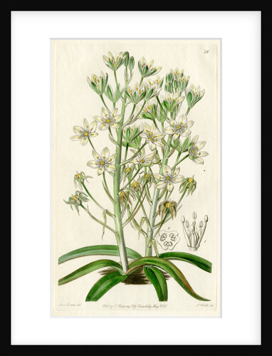 Mediterranean ornithogalum by S Watts