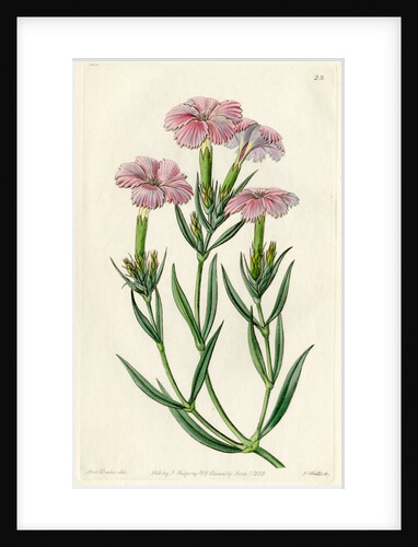 ‘Prince Bisignani’s tree pink’ by S Watts