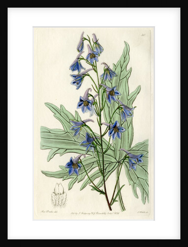 ‘Loose-flowered larkspur’ by S Watts