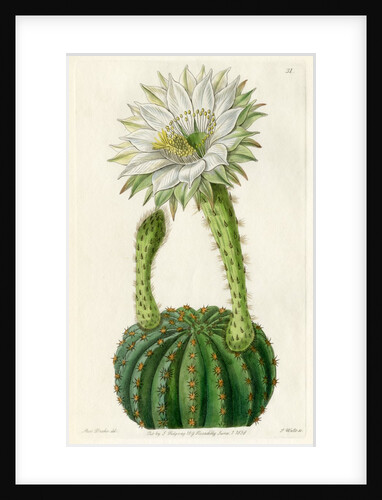Echinopsis cactus by S Watts