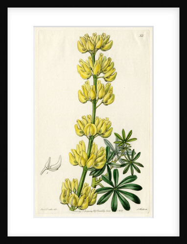 Yellow bush lupine by S Watts