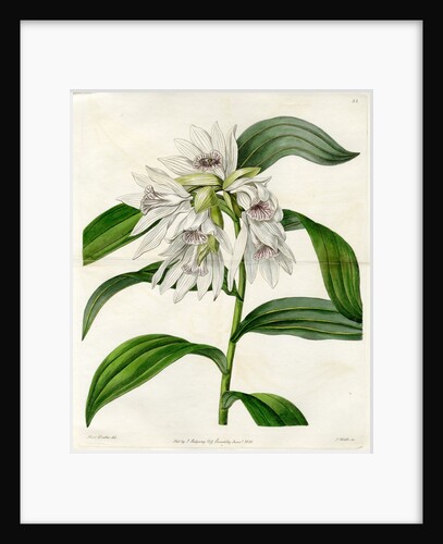 White thunia by S Watts