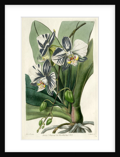 Moon orchid by S Watts