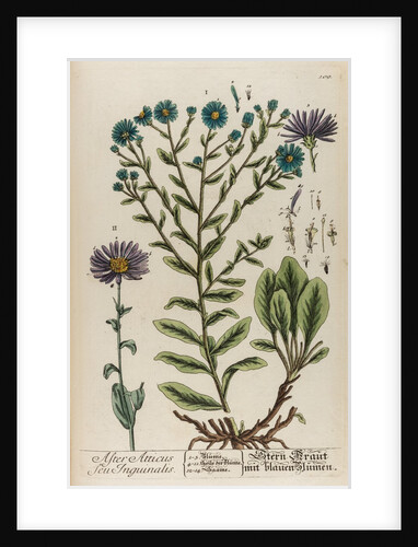 Aster atticus by Elizabeth Blackwell