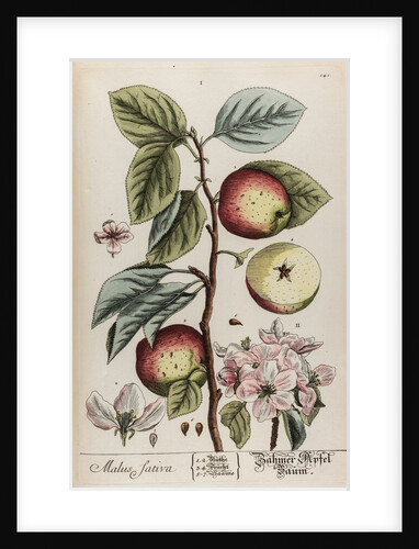 Malus sativa by Elizabeth Blackwell