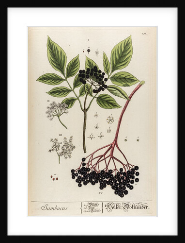 Sambucus by Elizabeth Blackwell