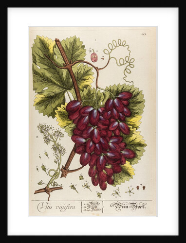 Vitis vinifera by Elizabeth Blackwell