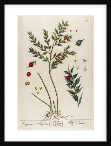 Bruscus vel ruscus by Elizabeth Blackwell