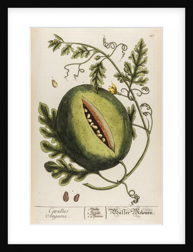 Citrullus anguria by Elizabeth Blackwell
