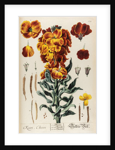 Keiri, Cheiri by Elizabeth Blackwell