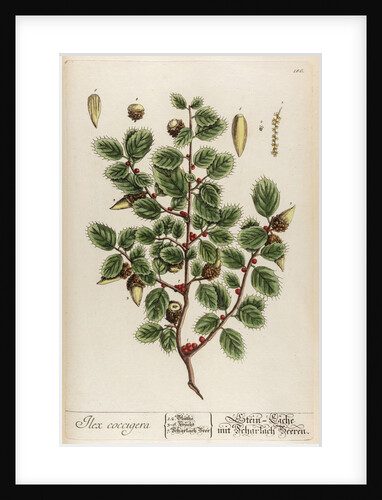 Ilex coccigera by Elizabeth Blackwell