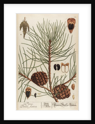 Pinus sativa by Elizabeth Blackwell