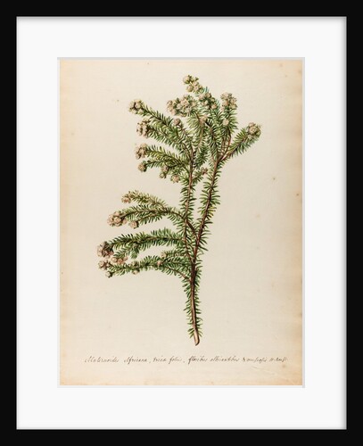 'Alaternoides Africana' by Jacob van Huysum