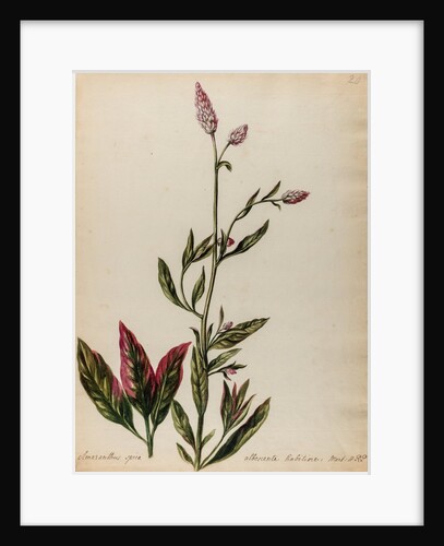 'Amaranthus spica albescente habitiore' by Jacob van Huysum