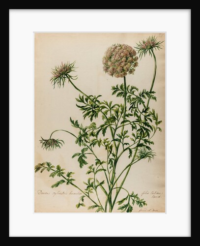 'Daucus sylvestris' by Jacob van Huysum
