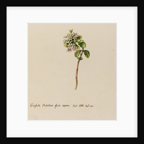 'Crassula Portulacae facie repens' by Jacob van Huysum